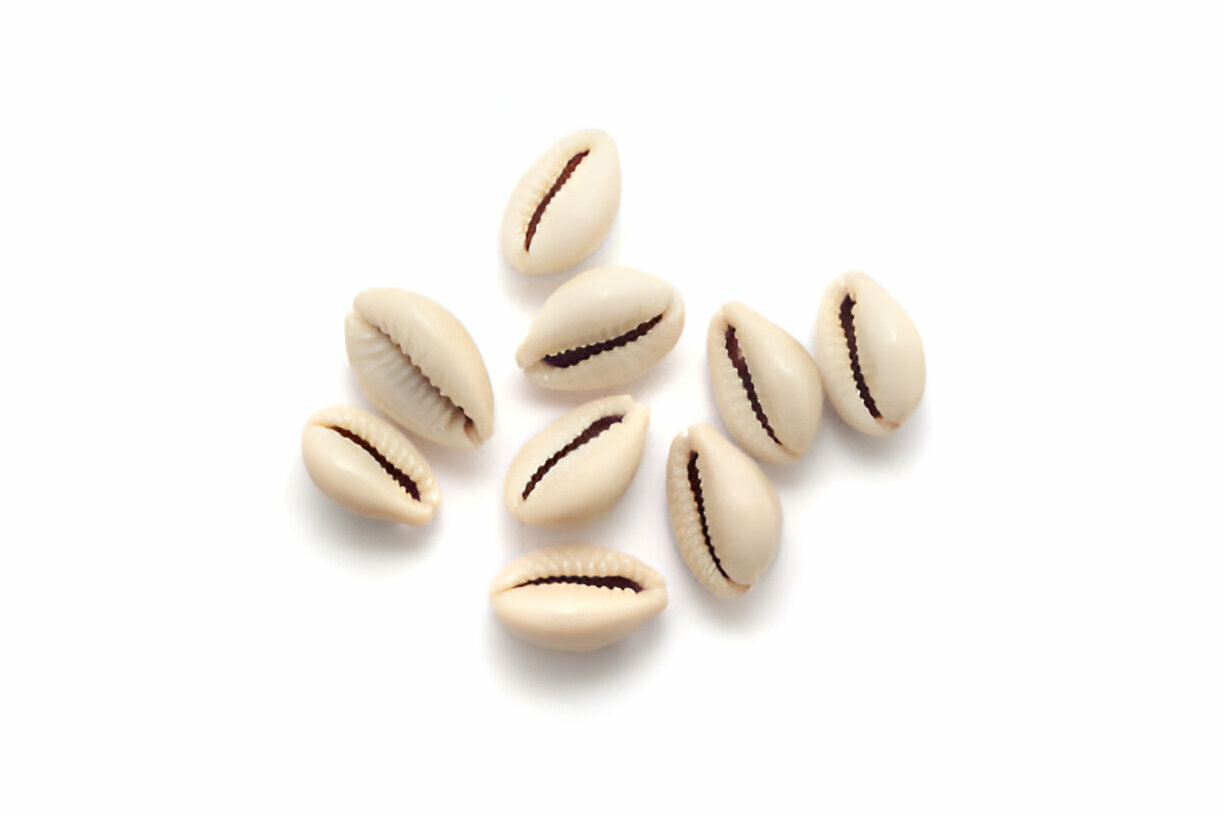 cauris cowries Kaurischnecken