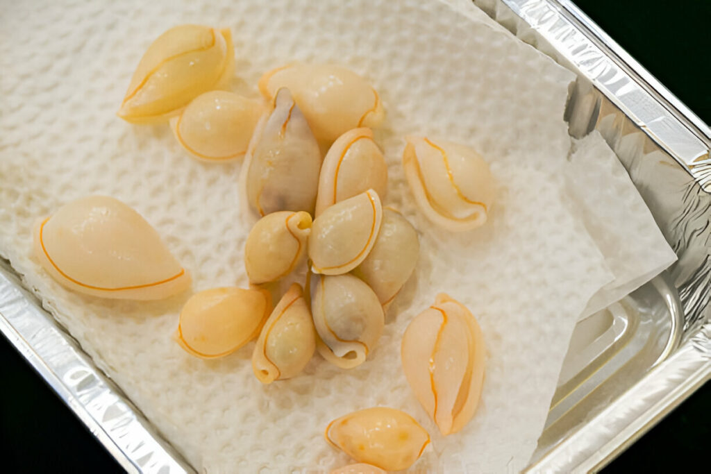 cauris cowries Kaurischnecken